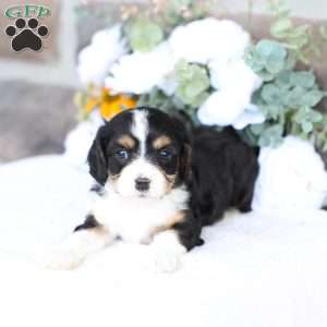 Bella, Cavapoo Puppy